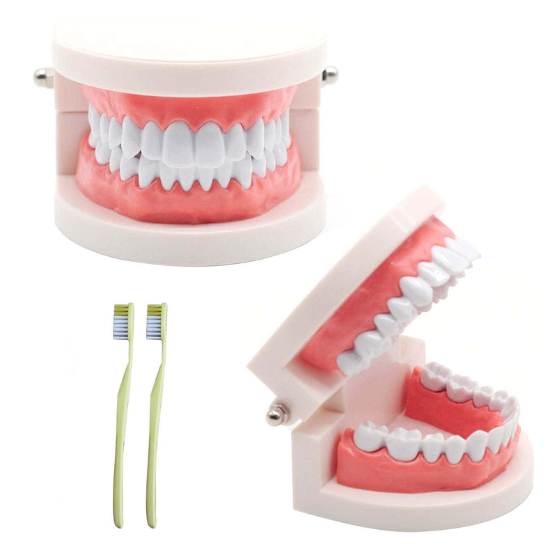 Pack of 2 Teeth Model with 2 Toothbrushes, Children's Tooth Model, Dental Model, PVC Dental Care Model for Dental Teaching or Oral Care, for Dental Clinics
