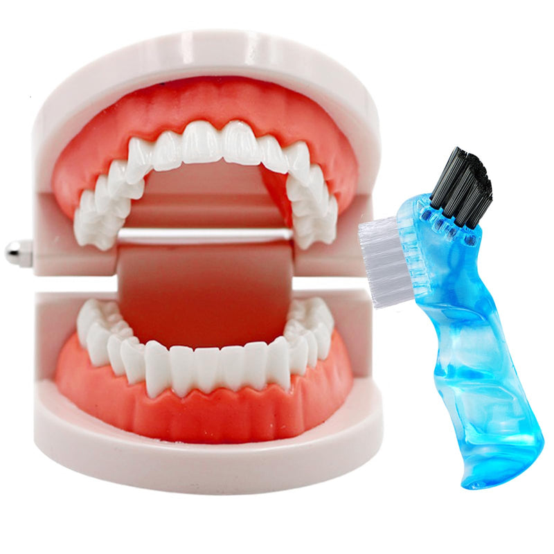 Dental Model with Dentures Toothbrush, Standard Teeth Model for Brushing, Dentures Mouth Model, Demonstration for Children, Dental Teaching Tools, Learning Accessories