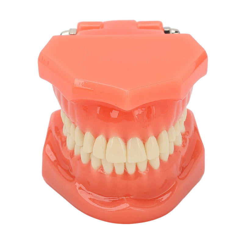 NSXAYIWE Dental Model, Dental Study Dental Model, Demonstration Tooth Model for Dental Teaching, Compatible Dental Model for Dental Training and Training