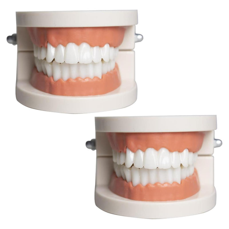 Dental Model Children's Teeth Model 2 Pieces Dental Care Model Demonstration Tool Teeth Model Standard for Teaching, Teeth Dental Demonstration Model Tooth Model