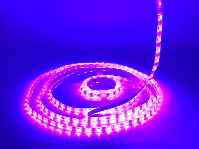 [AUSTRALIA] - KINGLUX Purple Color Led Strips, IP62 Waterproof Super Bright DC12V 25W SMD3528 300LEDs, IP62 Led Tape Lights Purple Color 5Meter/ 16.4Feet Using for Homes, Kitchen Cabinet Lights and ceilling Lights 