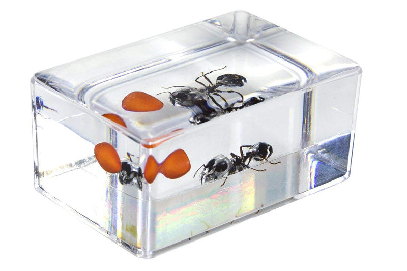 Celestron – Real 3D Bugs in Clear Resin – 4pc Set Includes Wasp, Ant, Chafer, and Beetle Specimens – Perfect for Science Eduction and Classroom – Use with Digital and Stereo Microscopes Prepared Slides - 100 piece box