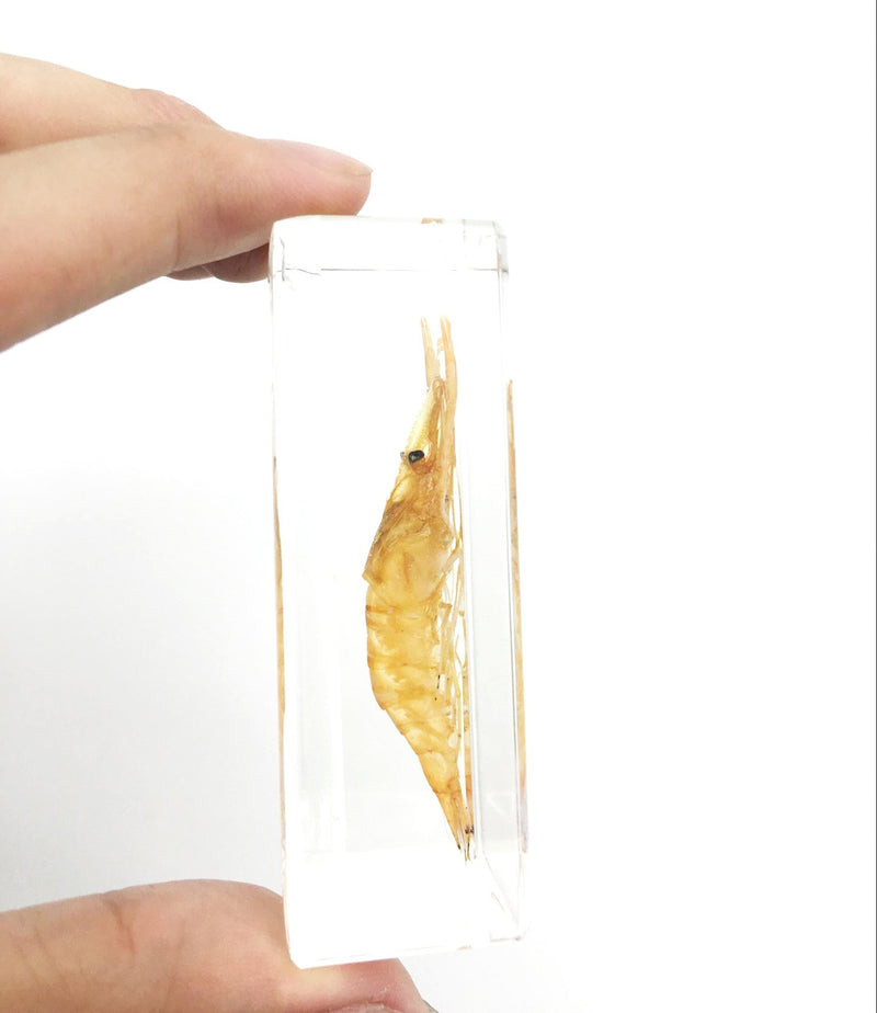 [AUSTRALIA] - Shrimp Paperweight Specimen Paperweight for Science Education for Book for Office for Desk 