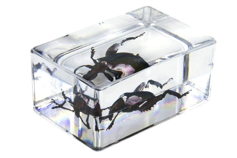 Celestron – Real 3D Bugs in Clear Resin – 4pc Set Includes Wasp, Ant, Chafer, and Beetle Specimens – Perfect for Science Eduction and Classroom – Use with Digital and Stereo Microscopes Prepared Slides - 100 piece box