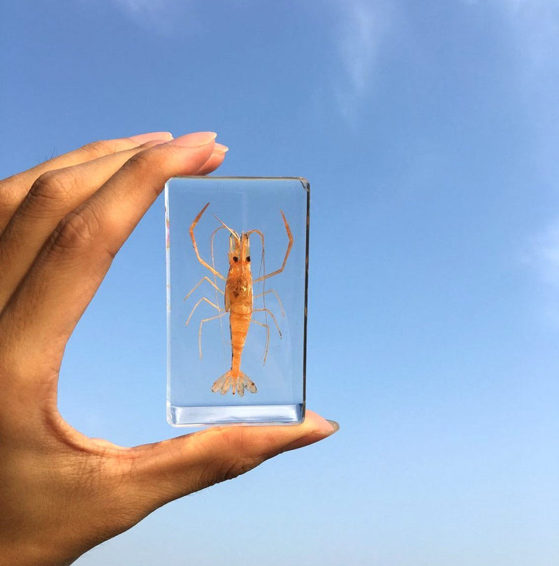 [AUSTRALIA] - Shrimp Paperweight Specimen Paperweight for Science Education for Book for Office for Desk 