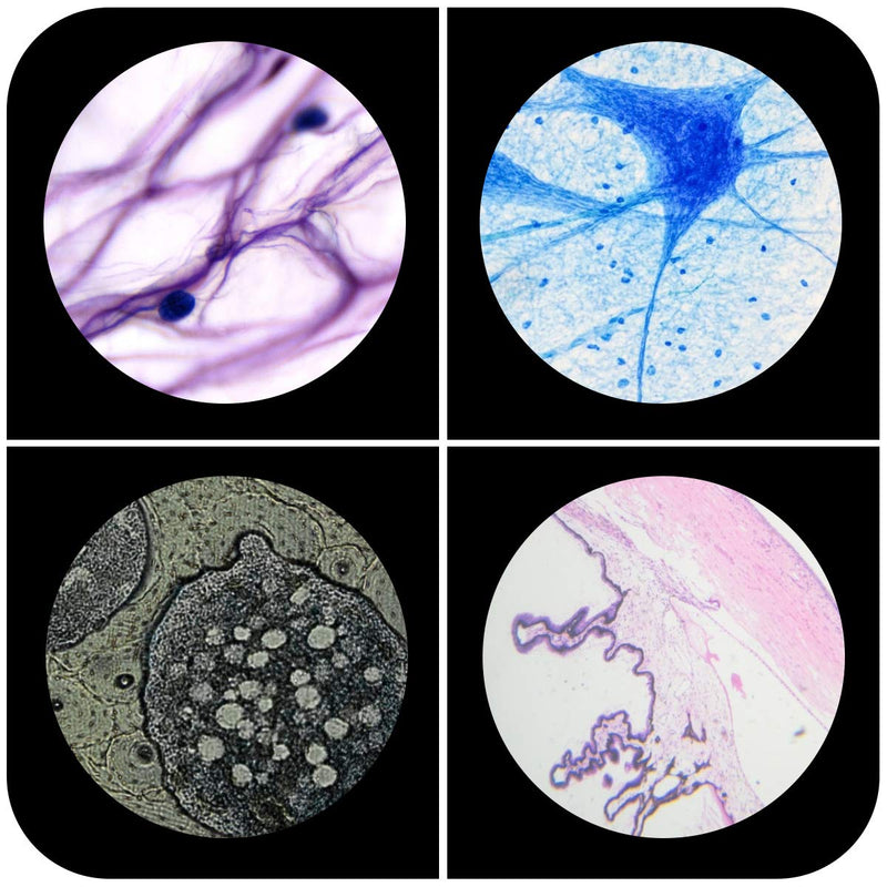 Plastic Prepared Microscope Slides for Kids, Cainda 48pcs Animals Insects Plants Flowers Sample Microscope Slides with Specimens for Students Adult Biology Science Programs