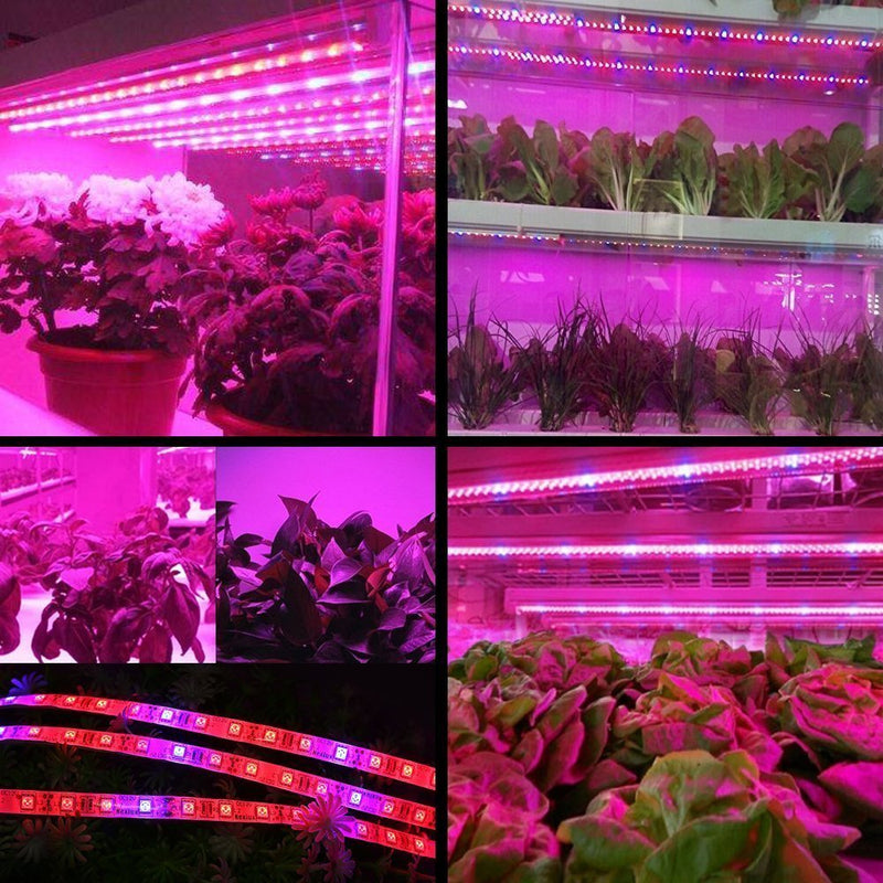 [AUSTRALIA] - ZCPlus LED Strip Light Plant Grow Lights 16.4ft 5050 SMD Waterproof Full Spectrum Red Blue 4:1 Growing Lamp for Aquarium Greenhouse Hydroponic Plant Garden Flowers (5 M) 