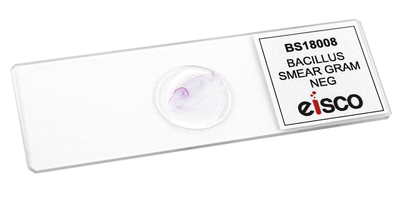 10pk Bacillus Smear, Gram Negative Stain - Prepared Microscope Slides - 75 x 25mm - Classroom Pack, 10 Slides in Storage Case - Biology & Microscopy - Eisco Labs Pack of 10