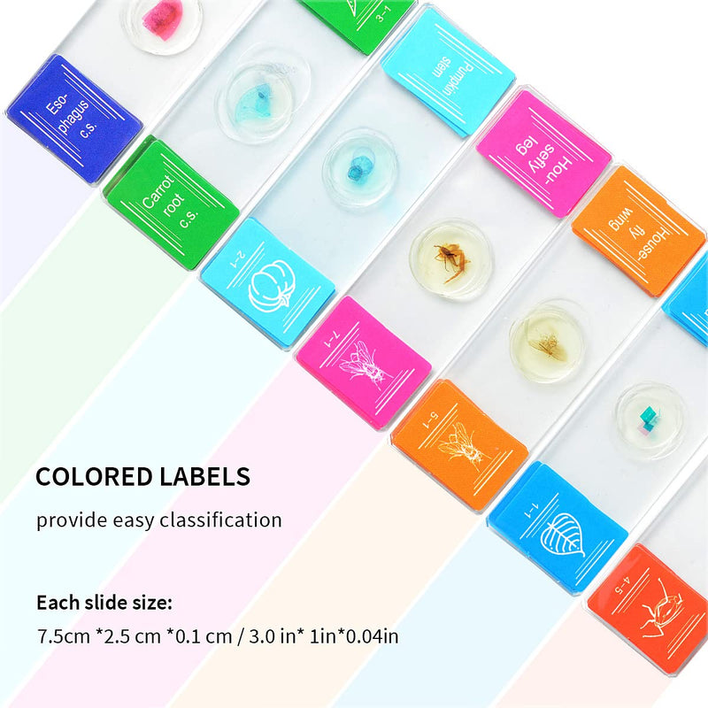 Prepared Microscope Slide Set, Amoper 35 PCS Lab Collection Glass Specimens with Animal Plants Biology Sample for Basic Biological Science Education