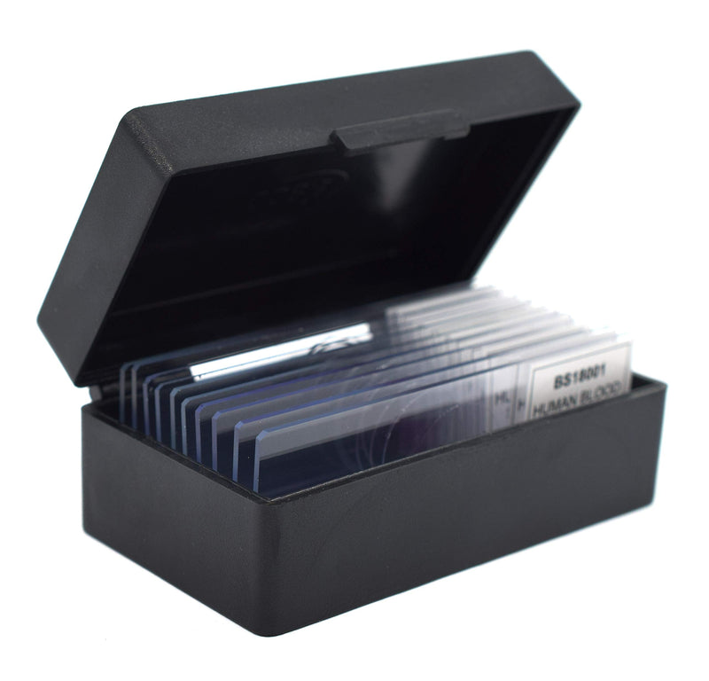 10PK Protista Laminaria - Cross Section - Prepared Microscope Slides - Classroom Pack, 10 Slides in Storage Case - Biology & Microscopy - Eisco Labs Pack of 10