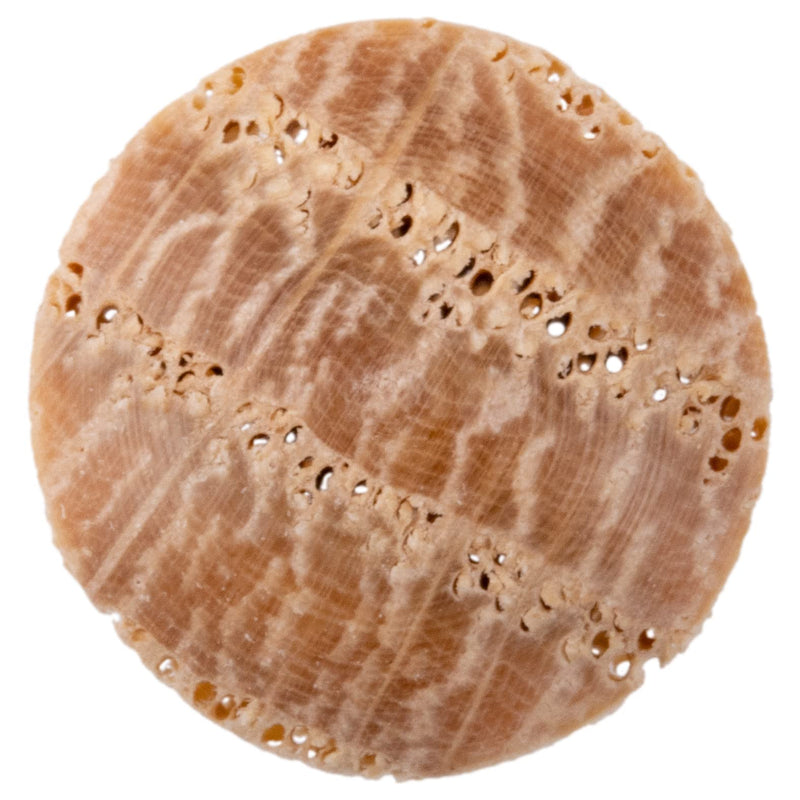 Oak Screw Hole Plugs | 1/4" Diameter | Pack of 50 Approx. | Turned End Grain Round Mushroom Head with Shoulders, Screw Hole Buttons, Furniture Grade | UA-057-OW