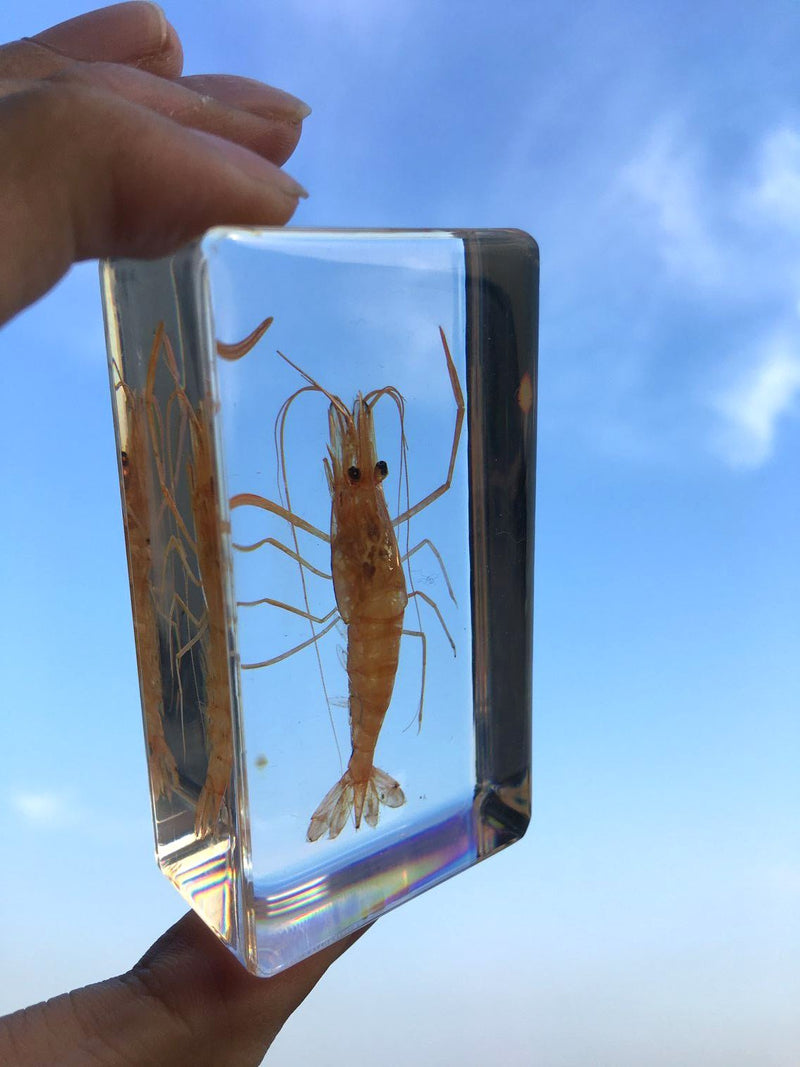 [AUSTRALIA] - Shrimp Paperweight Specimen Paperweight for Science Education for Book for Office for Desk 