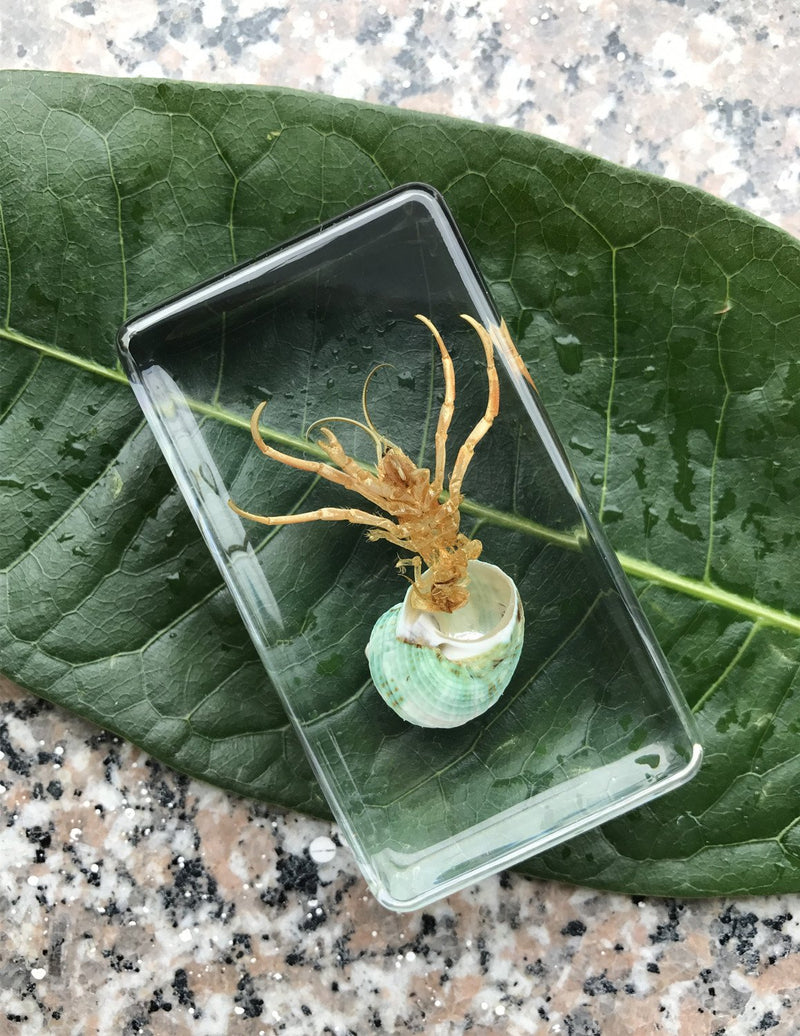 QTMY Biology Science World Collection of Real Insect Specimen Paperweight (Hermit Crab) Hermit Crab