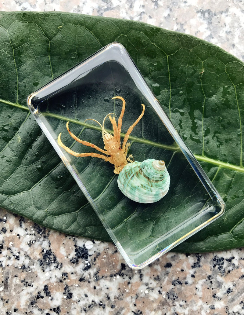 QTMY Biology Science World Collection of Real Insect Specimen Paperweight (Hermit Crab) Hermit Crab