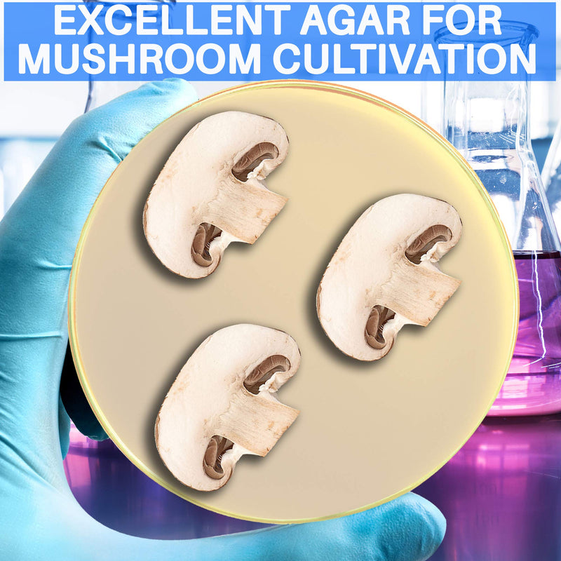Malt Extract Agar Powder 100 Grams - Evviva Sciences - Make Over 100 Agar Petri Dishes - Premium Performance - Excellent for Mold & Fungus - Great for Mushrooms & Science Projects