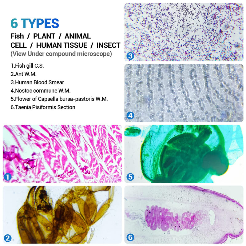 50 Prepared Microscope Slides with Specimens for Kids Students - Plants Insects Fish Animals Human Tissue Cells Samples, for Biological Science Lab, Children Education, Homeschool 50 Pcs