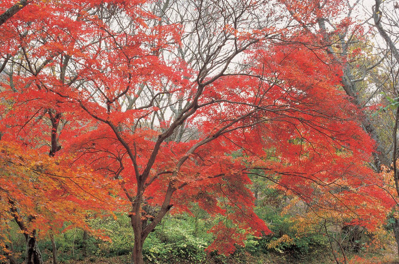 Hoya Y1RA60082 red Enhancer Intensifier RA60 Filter 82 mm Clear 58mm