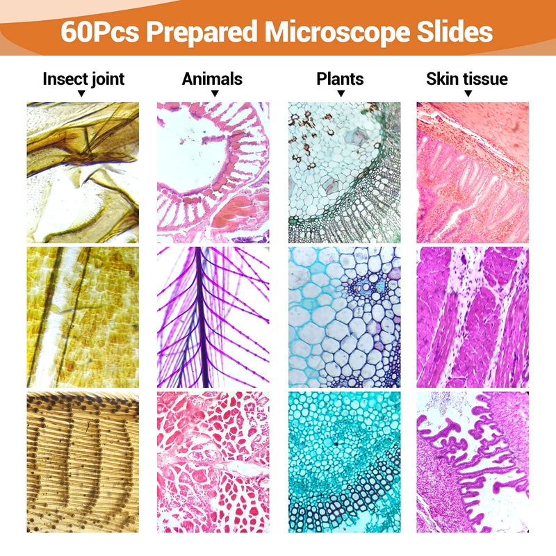 60 Prepared Microscope Slides for Kids & Students, Microscope Glass Slide Set Including Animal & Plant Specimens, Suitable for School and Home Education Set of 60Pcs