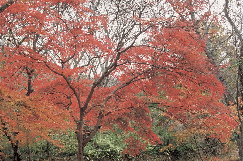 Hoya Y1RA60082 red Enhancer Intensifier RA60 Filter 82 mm Clear 58mm