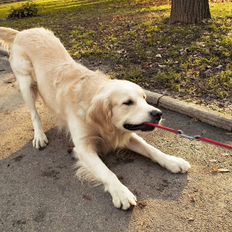 12 Pieces Double Ended Bolt Snaps Hook Zinc Alloy Double Trigger Clips Home Pet Accessory for Linking Dog Leash Collar Leash Key Chain Horse Tack Pet Sling Feed Buckets (2.75 Inch) 2.75 Inch