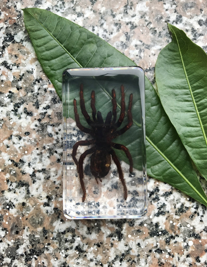 QTMY Biology Science World Collection of Real Insect Specimen Paperweight (Black Moss Spider(Tarantula)) Black Moss Spider(tarantula)