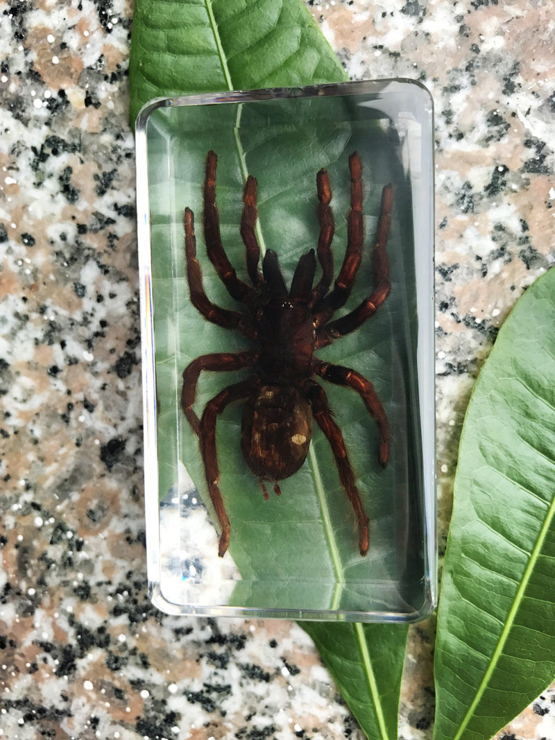QTMY Biology Science World Collection of Real Insect Specimen Paperweight (Black Moss Spider(Tarantula)) Black Moss Spider(tarantula)
