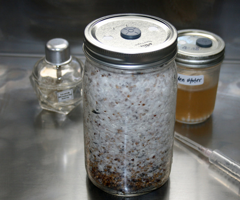 [AUSTRALIA] - Wide mouth jar lids for Mushroom Liquid/spawn Cultivation/0.2 micron filter, pack of 6 