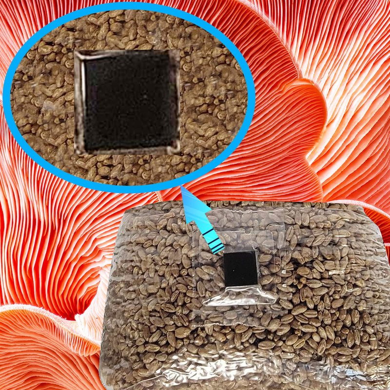 [AUSTRALIA] - Mushroom Grow Bags with Self Healing Injection Port - 20 Bags - Evviva Sciences - 0.2 Micron Patch - Thick 3mm Polypropylene - Autoclavable, Durable, & Tear Resistant 