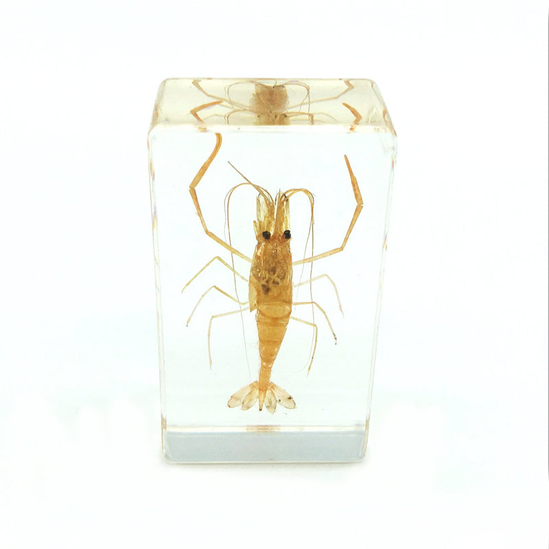 Shrimp Paperweight Specimen Paperweight for Science Education for Book for Office for Desk