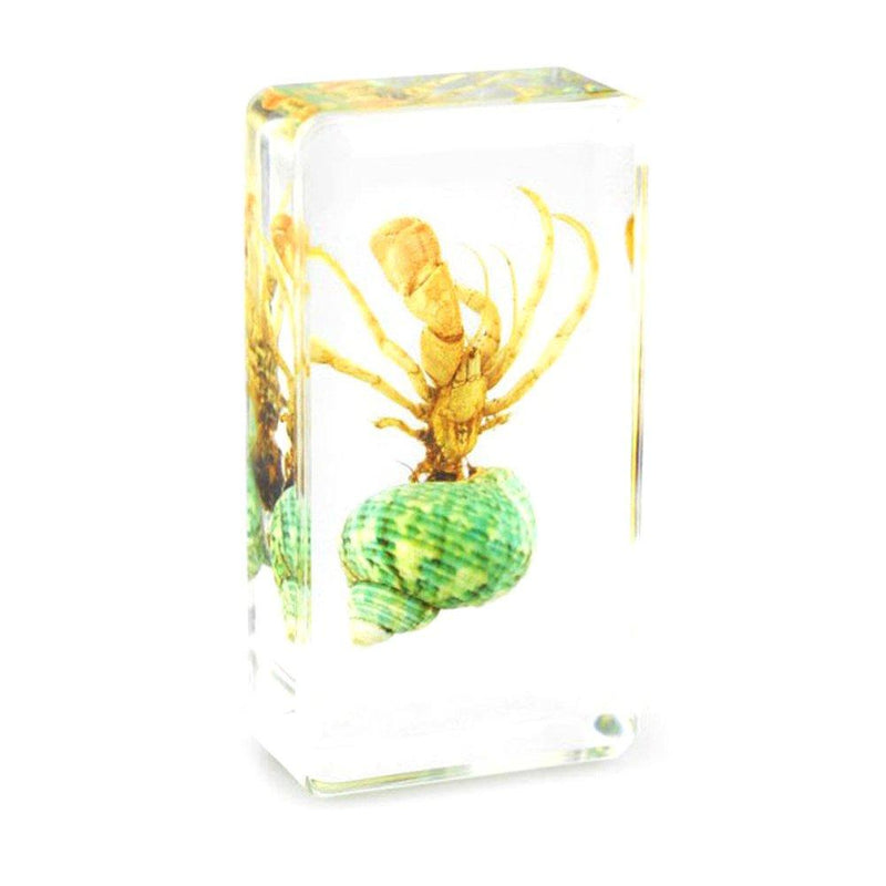 QTMY Biology Science World Collection of Real Insect Specimen Paperweight (Hermit Crab) Hermit Crab