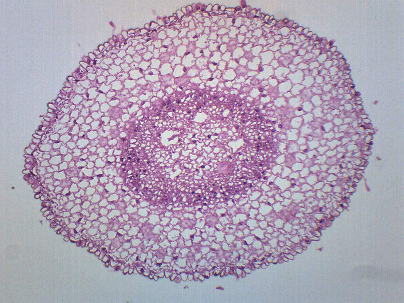 Zea Mays Root Tip, Cross Section - Prepared Microscope Slide - 75 x 25mm - Biology & Microscopy - Eisco Labs Single Slide