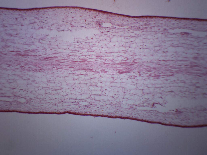 10PK Protista Laminaria - Cross Section - Prepared Microscope Slides - Classroom Pack, 10 Slides in Storage Case - Biology & Microscopy - Eisco Labs Pack of 10