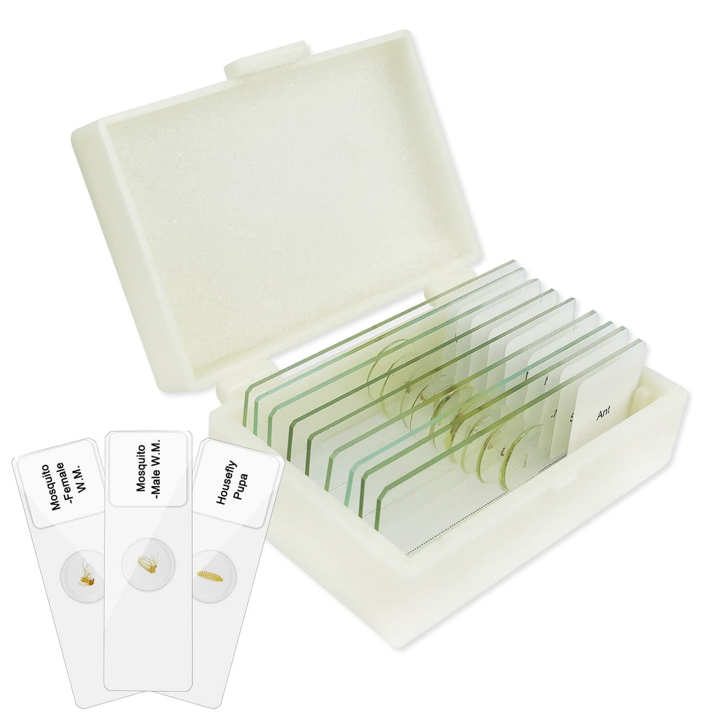 10Pcs Whole Insects Microscope Slides, Prepared Microscope Slides with Specimens for Kids Home School Class Learning